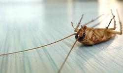 Böcek ilaçları artık reçetesiz satılamayacak