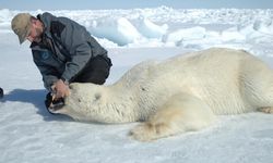 İklim krizi kutup ayılarını vurdu: Sıcaklıklara uyum sağlıyorlar!