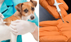 Evcil hayvanı olanlar dikkat! Son gün yarın...