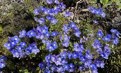 Doğadan kopardı, cüzdanı yandı: Yayla çayı cezası dudak uçuklattı