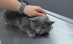 İştahsızlık şikayetiyle kediyi veterinere götürdü, vücudundan kurşun çıktı