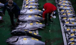 Mavi yüzgeçli orkinos 3.2 milyon dolara alıcı buldu