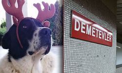 Ankara Büyükşehir: Matmazel’i darp eden görevlilerin iş akdi feshedildi