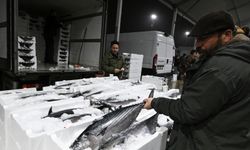 Marmara'da torik bolluğu yaşanıyor