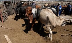 Güney Afrika'da şap salgını: "Ulusal afet hali" ilan edildi