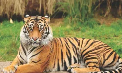 Tayland’da turistik parkta büyük kayıp: 72 kaplan hastalıktan öldü