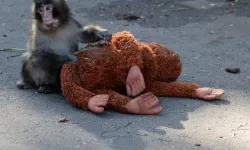 Maymun Punch'ın acısından para kazandılar!