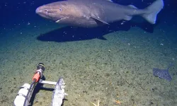 Antarktika’nın derin sularında ilk kez köpekbalığı görüntülendi