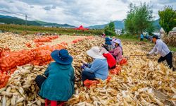 Çin’de köylülerin kişi başı geliri yüzde 6 arttı