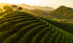 CGTN anketinden tarihi sonuç: Küresel yoksullukla mücadelede Çin’in kilit rolü