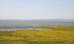 Manyas Gölü'nde erkek cesedi bulundu