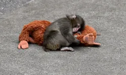 Terk edilen bebek maymun Punch'ın peluş oyuncakları yok satıyor!