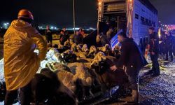 Kayseri’de dere taştı: 200 hayvan tahliye edildi