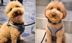 Havalimanında terk edilen köpek, yeni ailesine kavuştu