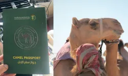 Suudi Arabistan'dan şaşırtıcı uygulama: Develere pasaport verilecek!