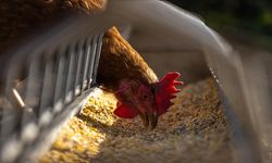 Tavuk eti ihracatı yarın durduruluyor