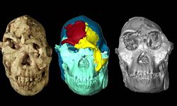 Bilim insanları 3,6 milyon yıllık “Little Foot”un yüzünü yeniden canlandırdı