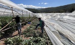 Antalya'da hortum seralarda hasara neden oldu