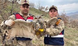 Siirt’te yaralı bulunan kulaklı orman baykuşu koruma altına alındı