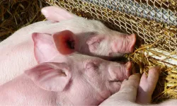 Japonya’da domuz vebası alarmı