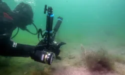 Tuzla kıyılarında mucize ekosistem: Pinalar ve deniz çayırları izlemeye alınıyor