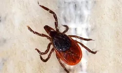 Havalar ısındı, kene sezonu başladı