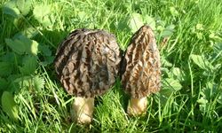 Bunu toplayan paraya para demiyor: Kilosu 1500TL!