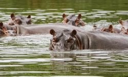 Kolombiya Escobar’ın su aygırlarını öldürme kararı aldı