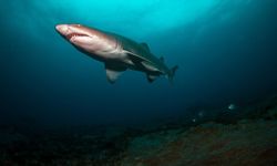 Bahamalar’daki köpek balıklarında uyuşturucu tespit edildi