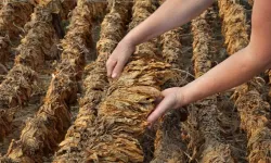 Tütünün nikotin sırrı çözüldü: Çinli bilim insanları yüzyıllık bilmeceyi aydınlattı