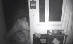 Aç kalan ayılar, pencereden girdiği yayla evini talan etti