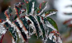 Tarım Bakanlığı, zirai don uyarısı yaptı