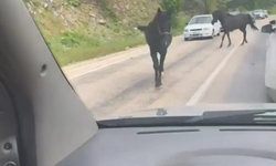 Bursa'da başı boş atlar trafiği tehlikeye soktu!