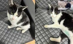 Kediye yağ çözücü sprey sıkan şahıslar, adli kontrolle serbest