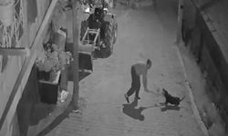 Tasmalı köpeği demir çubukla öldüren şahıs tutuklandı