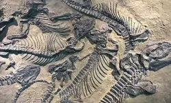 Tayland’da yeni dinozor türü keşfedildi