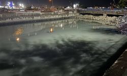 Bakırköy sahilinde binlerce ölü balık kıyıya vurdu