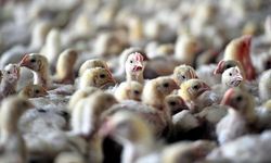 Avustralya'da kuş gribi alarmı: İkinci vaka doğrulandı