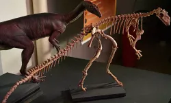 210 milyon yıllık yeni dinozor türü keşfedildi