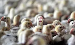 Avustralya'da kuş gribi yayılıyor: İlk kez doğrulandı