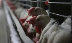 Fransa’da sıcaklar yüzünden 6 bin ton kümes hayvanı öldü