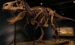 67 milyon yıllık T-Rex iskeleti rekor fiyata satıldı
