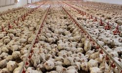 Mayıs ayında tavuk üretimi azaldı