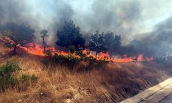 Tekirdağ'da 20 dekar buğday ekili alan zarar gördü