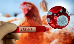 Yeni Zelanda'da ilk kuş gribi vakası tespit edildi