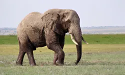 Kenya'da toplu fil ölümlerinde siyanür şüphesi