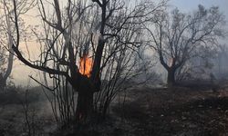 Yunanistan'ın Kefalonya Adası'nda orman yangını çıktı