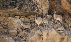 Tunceli'de dağ keçisi avı süresiz yasaklandı