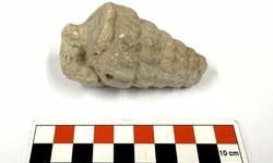 66 milyon yıllık Gastropoda fosili Ankara'da bulundu