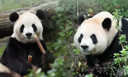 Pingping ve Fushuang adlı iki dev panda ABD’ye ulaştı